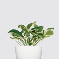 │犀力系列 │日本白金葛 - 水耕植物 室內盆栽 自動補水