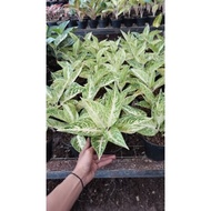 aglaonema white legacy