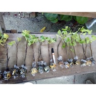 Tut GOLDEN FIG TAIWAN JUMBO Pokok Tin (READY STOCK)/ Tut Fig Tree/Keratan Tin Berakar