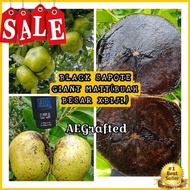 [LELONG] BLACK SAPOTE MATT GIANT BUAH BESAR(AEG)