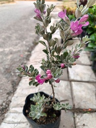 pokok texas sage outdoor plant