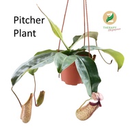 SG Seller I Pitcher Plant 猪笼草 Real Indoor Outdoor Houseplant Paludarium Plant