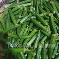 okra hijau 1kg