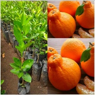 bibit tanaman jeruk dekopon jumbo okulasi kualitas super
