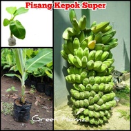 Bibit pisang kepok super