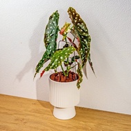 鱒魚秋海棠白色高腳陶盆 桌上盆栽 室內植物 禮物