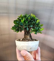 黃楊 盆栽 盆景