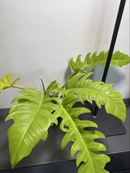 黃金火之戒蔓綠絨 Philodendron Golden Crocodile