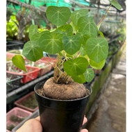 Stephania suberosa *Succulent*