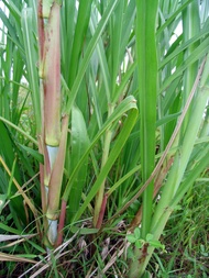Bibit Rumput Pakcong Rumput Gajah Pakan Sapi 50 Batang
