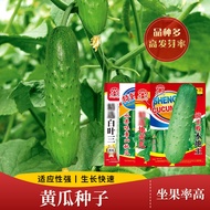 Unbeaten Cucumber Seeds Fruit Cucumber Complete Collection of Farmland Vegetable Garden Stub Meat Thick Stick Crisp Cucu