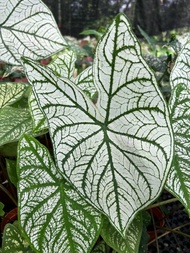 Caladium Angel Wings - Beautiful and Easy Care House Plant