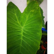 Colocasia Aqualitis Aurea