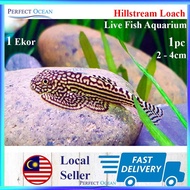 Hillstream Loach Tiger Live Fish Aquascape Aquarium Ikan Hidup 1 Ekor 2-4cm 🌊READY STOCK🌊 | Perfect Ocean