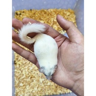 Order Customer SG/Dormice