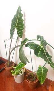 IG 風格 1米高 水培薩莉安海芋 Hydroponic plant - Alocasia 'Sarian' plant