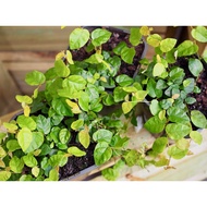 READY STOCK [Live Plant] 4PCS Ficus Pimula/Climbing Fig/creeping fig