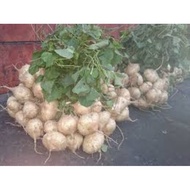 20 jicama seeds