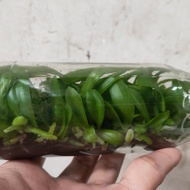 Bibit botol anggrek phalaenopsis/bulan hybrid-(￣3￣)╭
