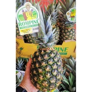 MD2 Rompine PineApple 黄梨 (1pcs)