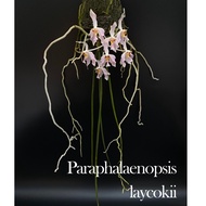 Paraphalaenopsis Laycockii 鼠尾蝴蝶兰