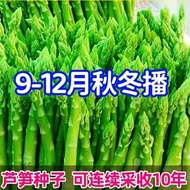 Asparagus Seeds Asparagus Root Seedlings Vegetable Seeds Planting High-Produced Vegetable Seedlings 