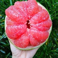 pokok limau bali merah hybrid