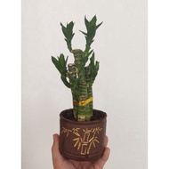 CNY Lucky Bamboo + bamboo pot