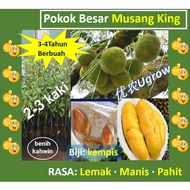 Anak Pokok Durian Musang King D197 猫山王 榴莲苗 Sapling Durian Musang King （2-3kaki）