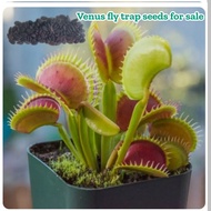 🇸🇬SG Local Seller Good Quality Venus Fly Trap Seeds 100 seeds and 50 seeds For Sale Cute Venus Flytrap Plants To Grow