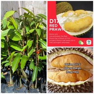 Anak pokok Durian D175 / udang merah hybrid