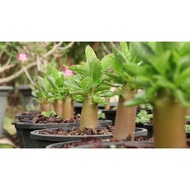 FRESH, RARE & SPECIAL Adenium Seed 15 pcs (FREE DELIVERY)