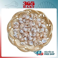 Huong Snail Shell 100g - decorative snail shell aquarium decoration - aquatic accessories