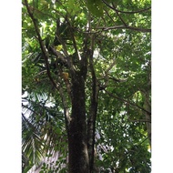 Narra Seeds (Pterocarpus indicus)