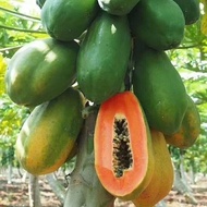 20seeds Dwarf Papaya Seeds, Red Flesh Fruit Papaya Seeds, Taiwan Red Princess Milk Large Green Papay