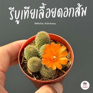 รีบูเทียเลื้อยดอกส้ม Rebutia Pulvinosa แคคตัส กระบองเพชร cactus&amp;succulent