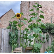 biji benih bunga matahari tinggi (tall sunflowers)