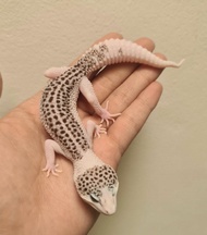 Super pied Leopard gecko