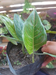 AGLAONEMA ROTUNDUM TIGER - CHINESE EVERGREEN ROOTED AND READY TO PLANT - INDOOR OR OUTDOOR PLANT