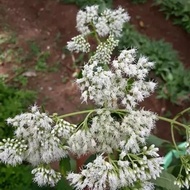 AZ Dried Kirinyuh or Marenggodaun 500 grams KC