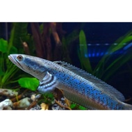 Blue pulcra 4-5 cm real