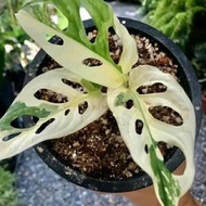 Monstera Adansonii Variegata Albino / Janda Bolong Varigata / Janbol