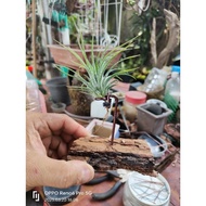 In-stock现货 Tillandsia/airplant/空气凤梨/空气草T.ionantha rubra with holder
