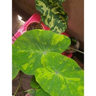 Hilo Beauty/Midori Sour/Lemon Gencko/ Rare Keladi/Rare Caladium/Komando