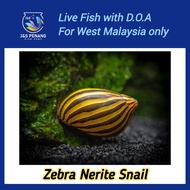 Zebra Nerite Snail - J&S Live Snail with D.O.A.