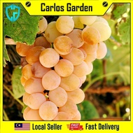 Anak Pokok Anggur Golden Muscat Grape Pokok Premium Pokok Stabil