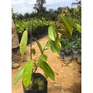 Anak Pokok Durian Duri Hitam / 黑刺榴莲树苗 / Black Thorn Durian Saplings