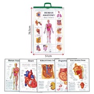 Charts Human Anatomy (BI)