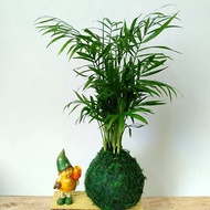 居家幸福苔球 苔玉 綠色水苔 五行幸運植物 袖珍椰子