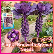 20pcs Fresh Purple Brussel Sprouts Seeds for Planting Vegetable Plants for Pot Gardening Organic Bru
